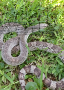 snake-fence-trap-humane